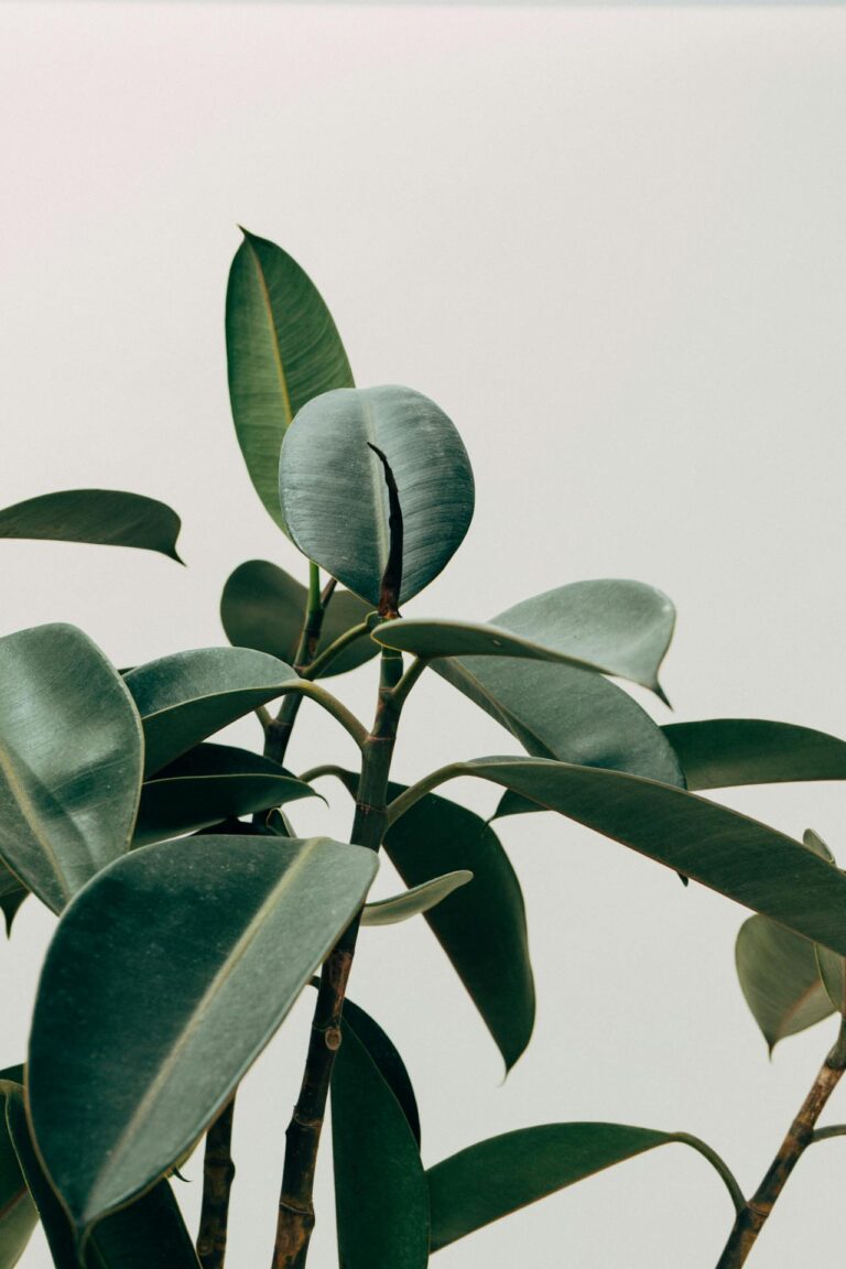Tips om duurzaam je planten te verzorgen