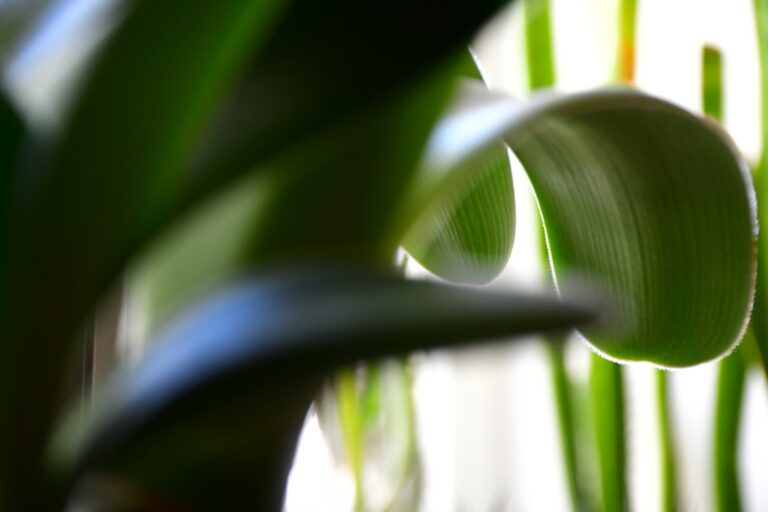 Je magnolia snoeien: het juiste moment voor gezonde groei